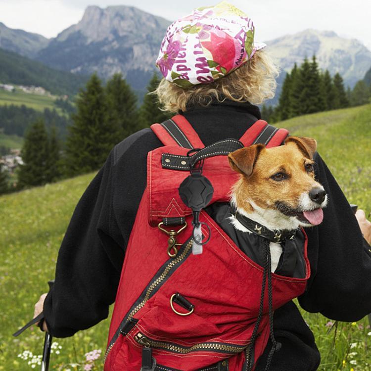 نص بديل للصورة